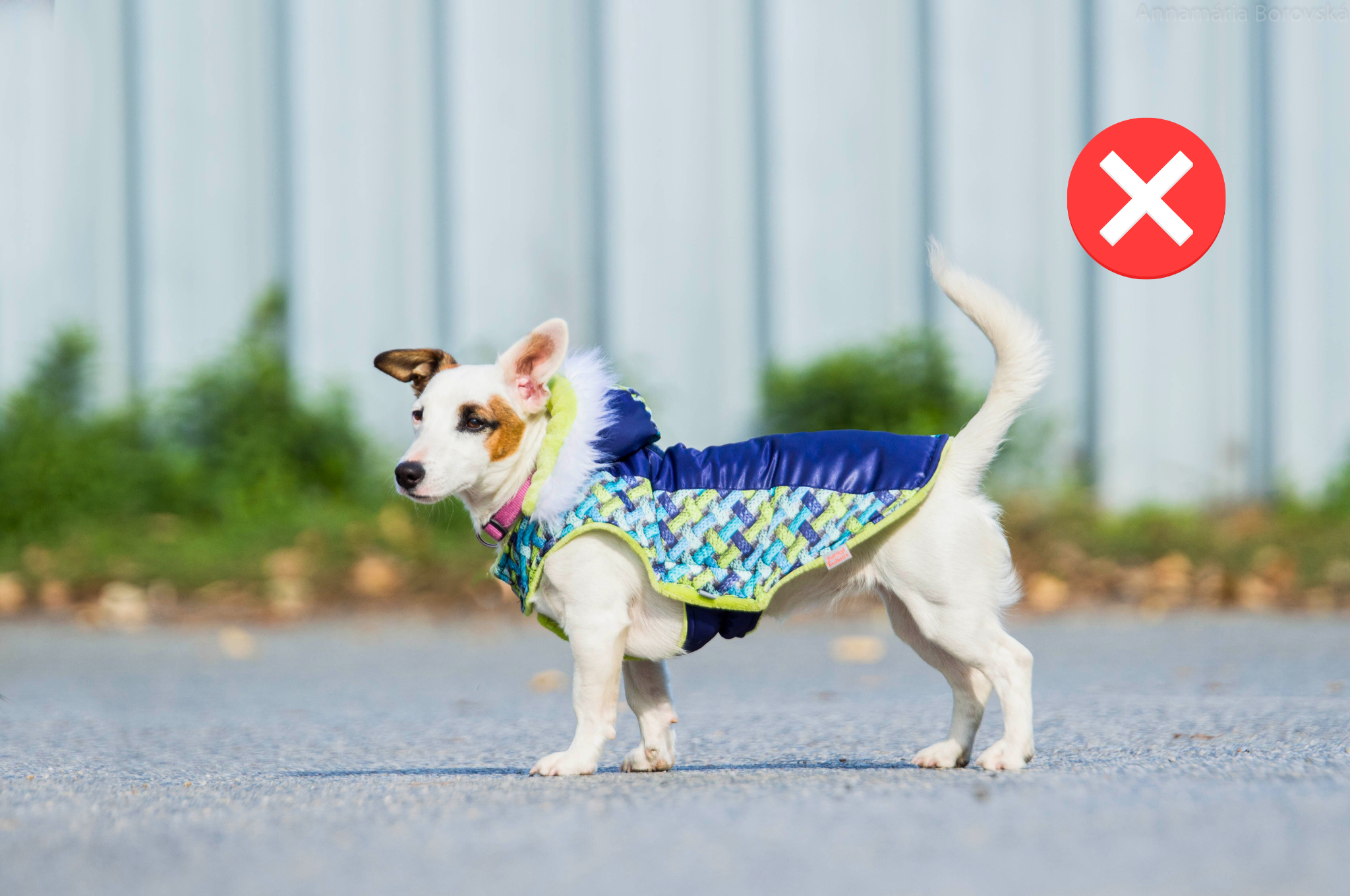 pes je oblečený vo veľmi krátkej bunde, ktorá ho veľmi nezakrýva